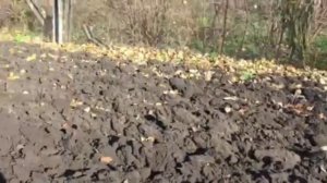 Осенняя вспашка мотоблоком Мотор сич оборотным плугом ПО-1В без каких-либо доработок