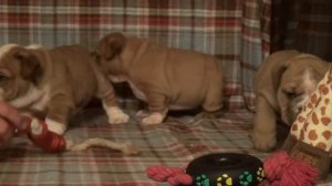 158 АНГЛИЙСКИЙ БУЛЬДОГ.Щенки, д.р. 03 июля 2012