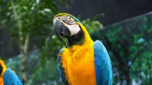 Dolby Vision Demo 4K HDR 60FPS - EXPLOSIVE COLORS