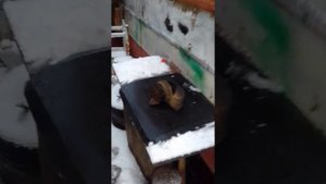 Таврия с двигателем ваз
