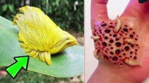 Если Вы Видите Это, Быстро Убегайте и Просите Помощи!