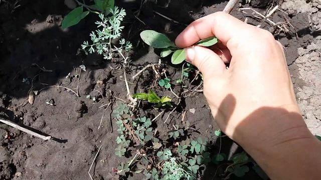 Урааа! Эксперимент по зимовке пассифлоры удался! смотреть онлайн