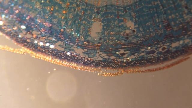 MICRO - Дерево под микроскопом, поперечный срез стебля липы под микроскопом. MacroLife.