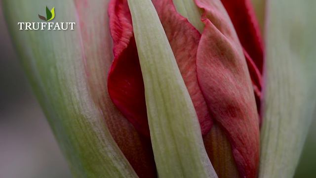 Cultiver et faire refleurir l'amaryllis - Truffaut смотреть онлайн