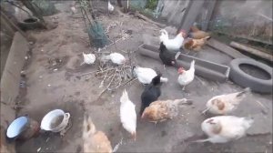 Куры едят кур. Зачем я это делаю?