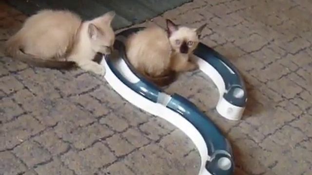 Тайские игры