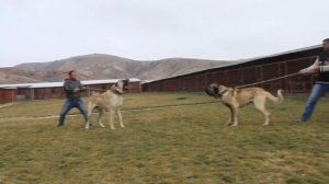 Kangal vs Alabai