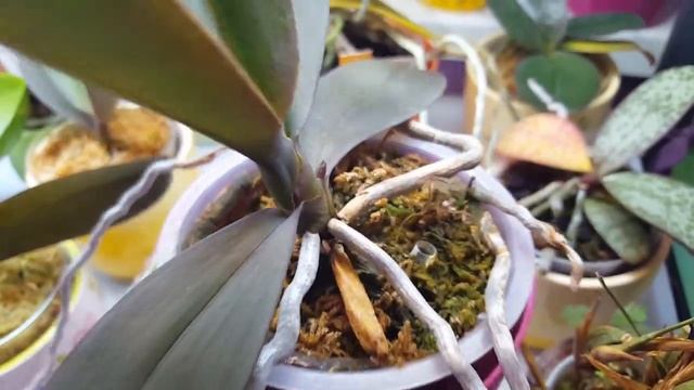 Сеянцам фаленопсиса 4,5 года!  Этот.. самый крупный.. обзавелся..)) смотреть онлайн