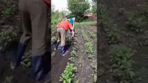 Самодельный окучник из велика.