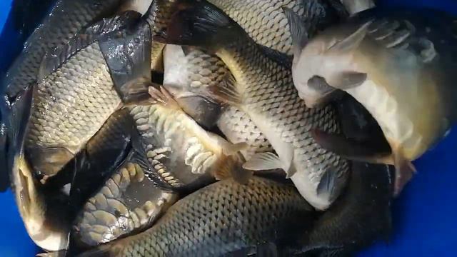 Приход на водоём бойцовского Карпа, навеска 1,1 - 1,7 кг. смотреть онлайн