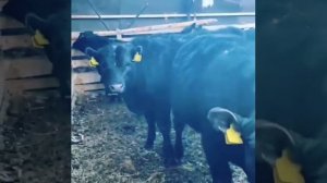 Бычки Абердин-Ангус, 50 голов, продажа на экспорт.