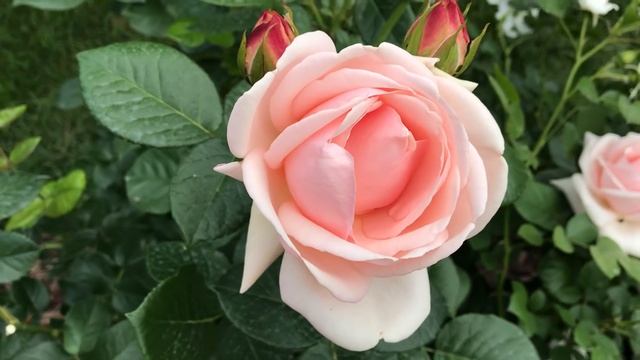 РОЗА АФРОДИТА Tantau. смотреть онлайн