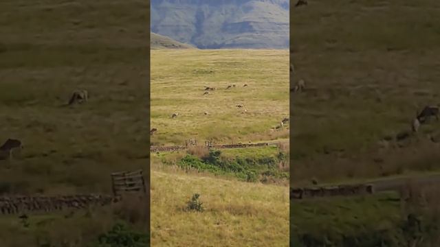 Eland at Cathkin Estate. #easter #drakensberg #best #wildlife #southafrica #southafrica #autumn