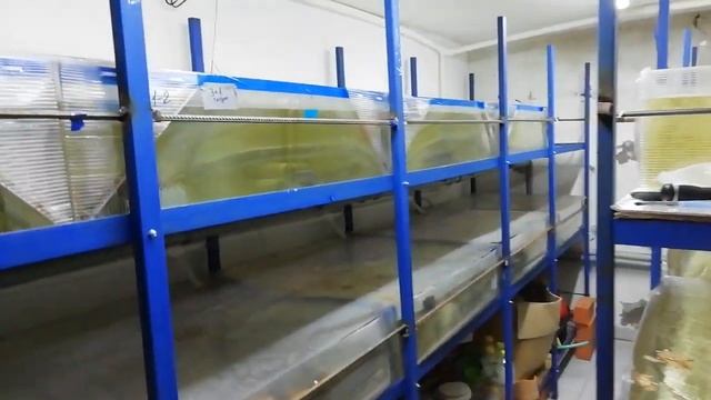 Обогрев и новые распылители в УЗВ. Начало сезона 2020 смотреть онлайн