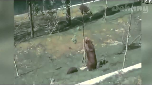 МАТЕРИ В ДЕЛЕ! Как мамы животного мира защищают детенышей смотреть онлайн