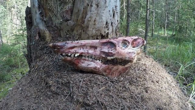 Череп кабана. Простой способ выделки