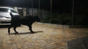 Алабайские игры. Борьба алабаев или кто в доме хозяин.