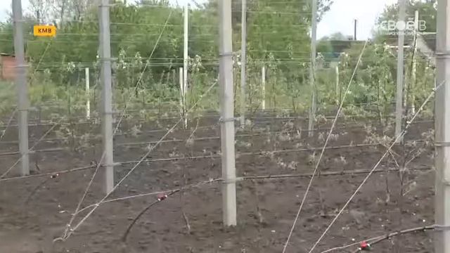 Сады Ставрополья