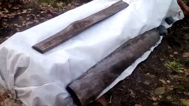 Укрытия Дихондры изумрудной на зиму в открытом грунте Новосибирск 2019 год смотреть онлайн