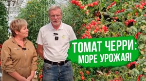 Урожайный томат черри Сладкая встреча. Томат черри для открытого грунта и теплиц.