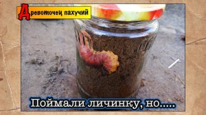 Поймали здоровую личинку ● Древоточец пахучий