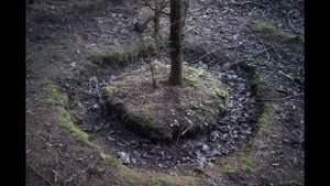 В поисках кабана в новом районе №3.  10 июня 2022