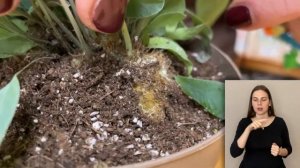 Флебодиум Блю Стар { СУРДОПЕРЕВОД } папоротник-многоножка |  Голубое комнатное растение