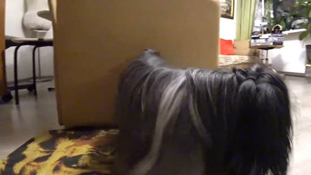 19 / Собака / КУПИЛИ ИГРУШКУ СОБАКЕ - ПИЩАЛА РОВНО 7 МИНУТ смотреть онлайн