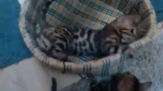 Бенгальские коты