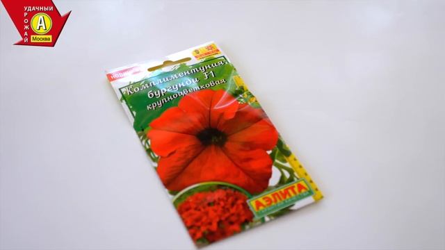 Гибрид петунии Комплиментуния смотреть онлайн