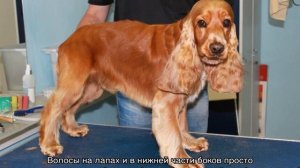 Стрижка спаниеля (русского, американского, кокера)