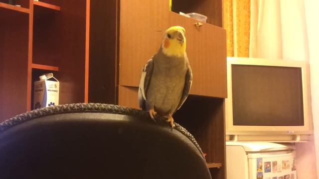 попугай корелла весна смотреть онлайн