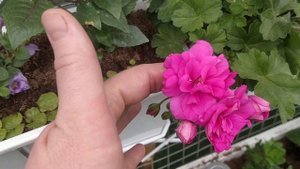 Ирида ЗА Роскошь пеларгония, цветет весенний черенок