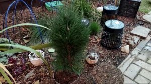 Куда посадила свои новинки. Осень в саду. Сосна Грин Тауэр. Хвойные в Оби.