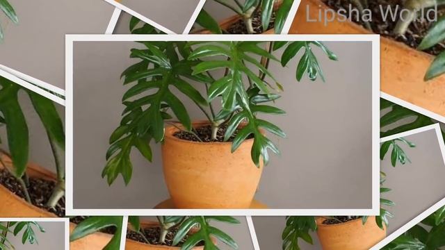 100+ Philodendron Plants varieties |  Philodendron Plants varieties+identification | Lipsha world