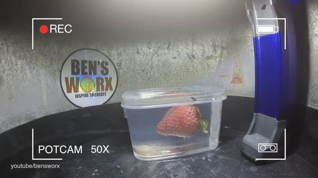 STRAWBERRY  AND GRAPE after 6 MONTHS in Epoxy Resin  Are they Rotten ?
