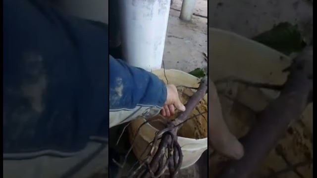 Садоводство по Железову. Опыт моих учеников и друзей. Макаров А. Обнинск Серия 7.mp4