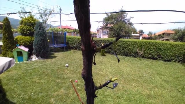 Присаждане на лоза(асма)на зелено по три начина: на разцеп, на копулация и на подобрена копулация