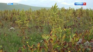 В КБР будут бороться с ядовитыми сорняками на пастбищах