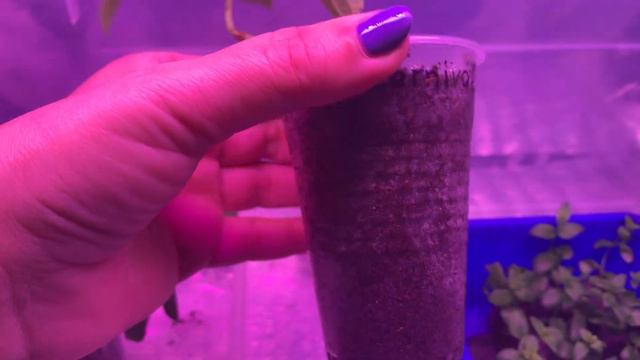 ЧЕРЕНКОВАНИЕ ОСЕНЬЮ со 100% УКОРЕНЕНИЕМ! ВСЕ ПОЛУЧИТСЯ!