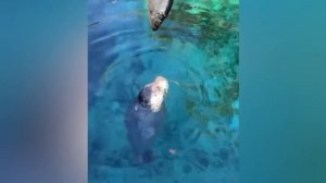 Вы Должны Это Увидеть! Если бы Это не Сняли на Камеру, Никто бы Точно не Поверил