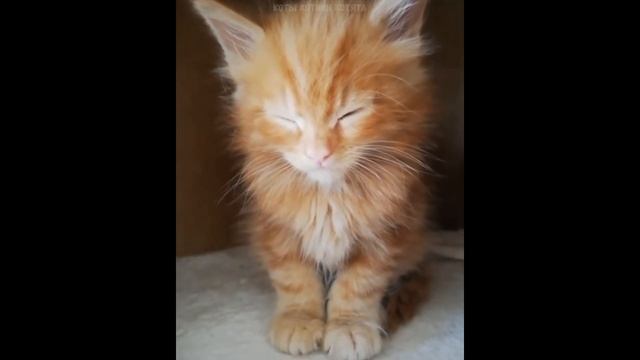 Самые милые котята)  Забавное видео о котятах  #6