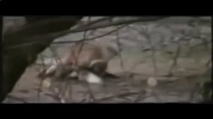 Тигр  против крокодила - кто кого