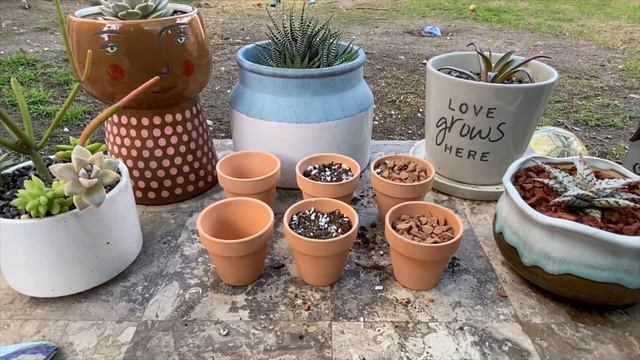 MONEY TREE // CONTAINER SUCCULENT GARDEN DESIGN // ECHEVERIA " BLACK PRINCE" // AEONIUM "VOODOO" // смотреть онлайн