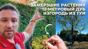 Замерзшие растения, 12-метровый дуб и изгородь из туи