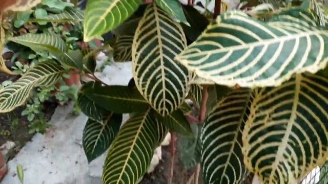 SANCHEZIA Beautiful foliage plantसदर पतत क पध