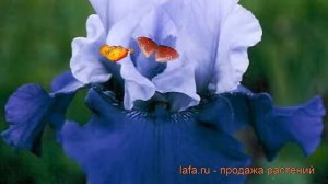 Ирис бородатый Бэст Бэт (iris germanica best bet) ? обзор: как сажать, саженцы ириса Бэст Бэт
