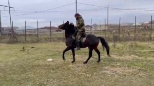Кабардинский жеребец Мансур .