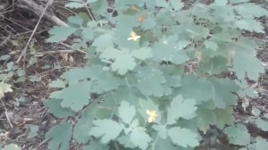 Чистотел. Полезные свойства и противопоказания