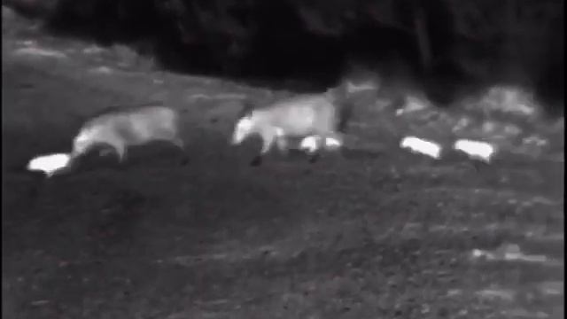 Бинокль тепловизер Pulsar XP50 кабаны смотреть онлайн